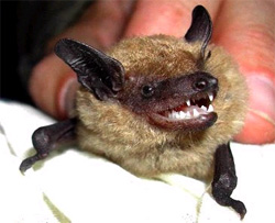 Treat stroke with bat saliva