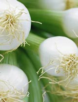 Treat worms with our onions
