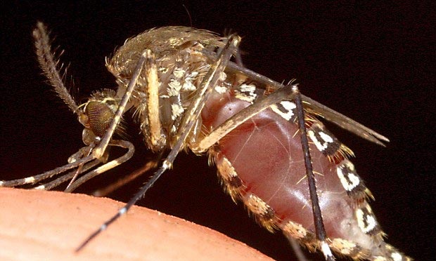 Treating malaria a single dose