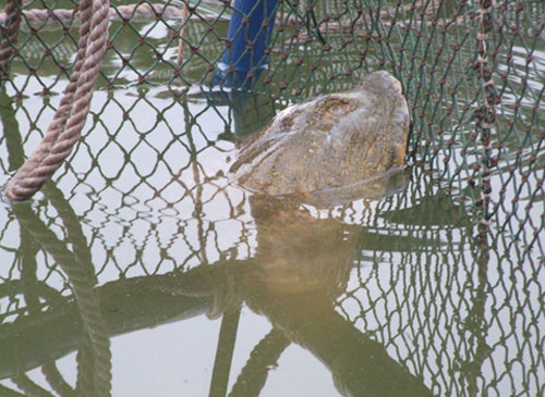 Treatment for Tortoise Tools 'for two weeks'