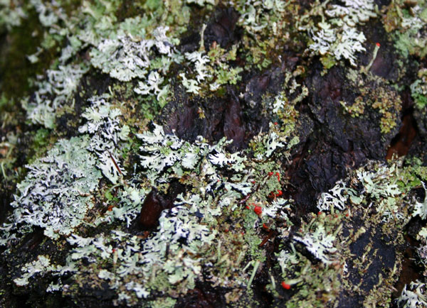 Treatment of Alzheimer's with dyes from lichens