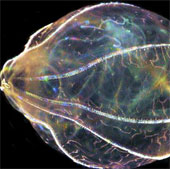Treatment of neurological disorders by jellyfish brain