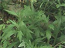 Treatment of pregnancy difficulties in women with Oriental medicine