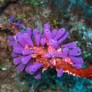 Treatment of trauma through marine life