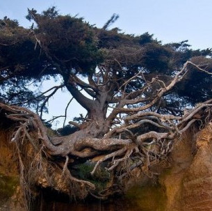 Tree fleeing in Washington