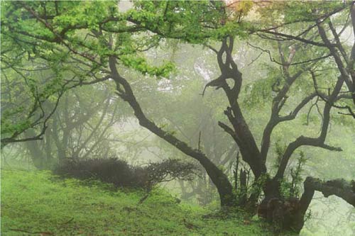Tree forest live by fog