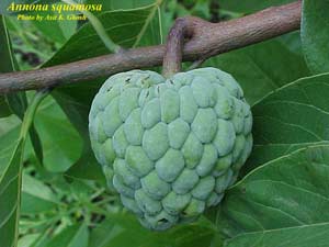 Tree na, taste good medicine