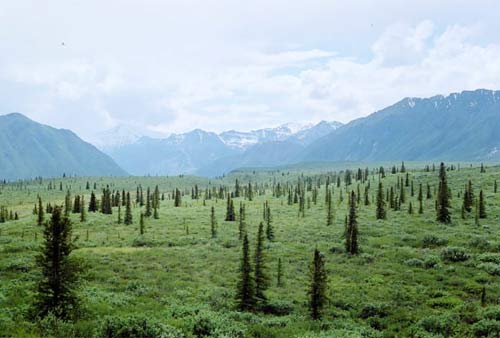 Tree - new inhabitants of the Arctic!