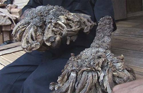 'Tree people' in Indonesia