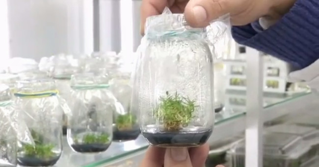 Tree sunscreen withstands Antarctic summer