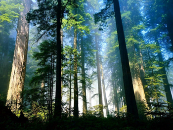 Trees also have painkillers