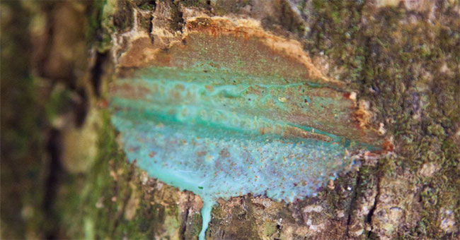 Trees bleed ... metal?