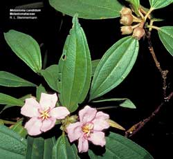 Trees buy and treat diseases