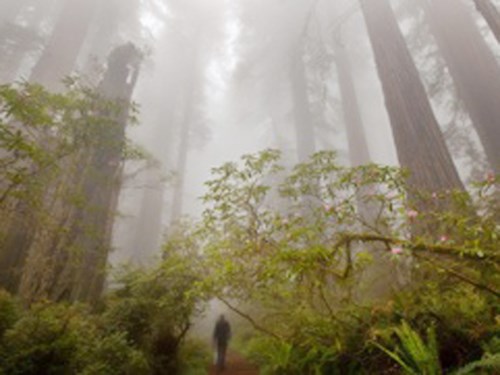Trees can be 'angry' because the earth heats up