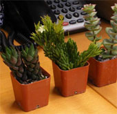 Trees help increase the efficiency of office workers
