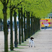 Trees reduce the number of crime cases
