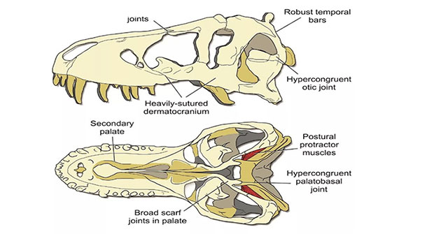 T-rex's skull was so hard that it couldn't bite
