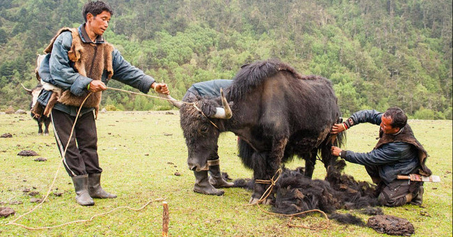 Tribes live on cows
