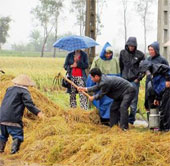Trichoderma is capable of treating rice straw in the field