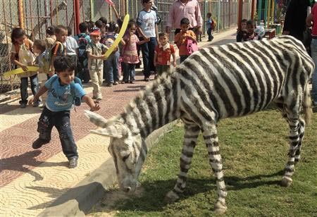 Trick turned into zebra