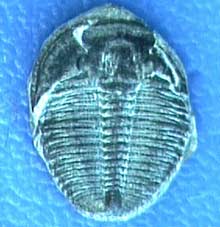 Trilobita - The Mistress of ancient times