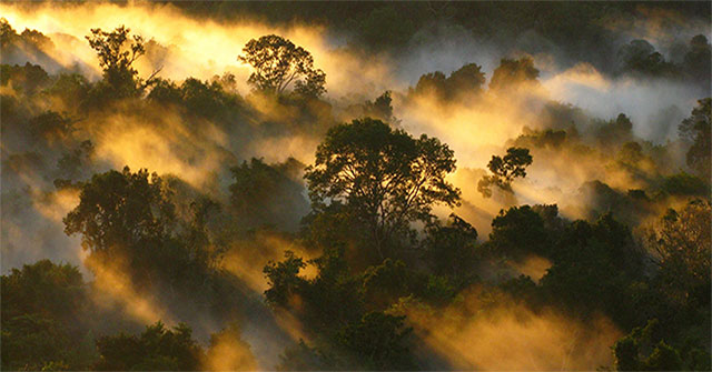 Tropical forests are losing their ability to absorb carbon