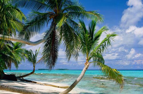 Tropical paradise beats with gasoline