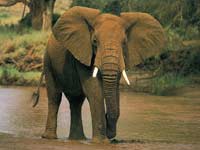 Trouble elephant stories miscarriage