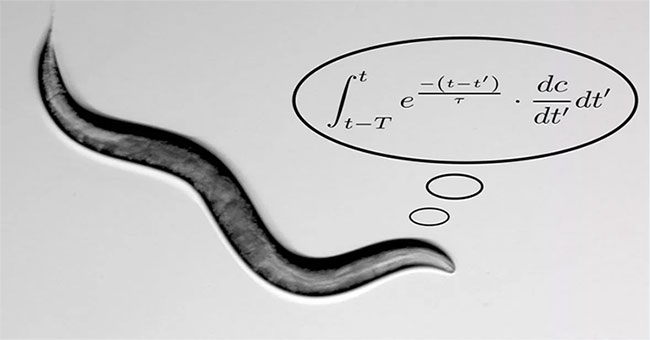 True story: Worm species find food thanks to complex mathematical programming