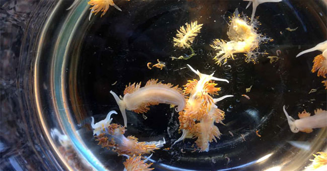 Tsunami in 2011 brought millions of creatures from Japan to the US coast