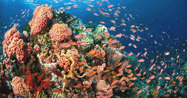 Tubbataha Reefs Marine Natural Park