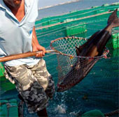 Turn carnivorous fish into vegetarian