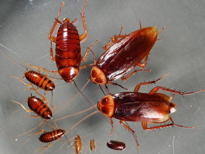 Turn cockroaches into fuel cells