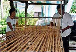 Turn coconut shell into mesh against erosion