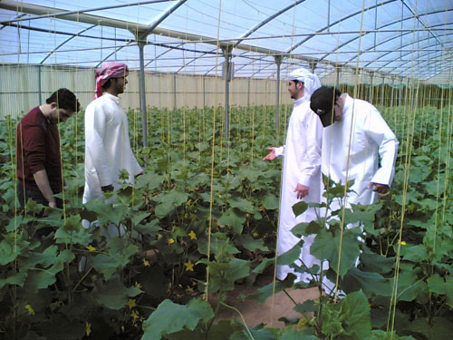 Turn desert into a soil