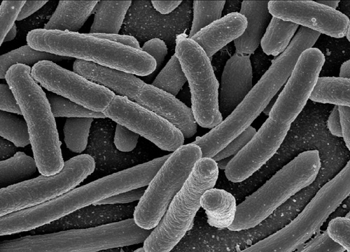 Turn E.coli bacteria into biofuel
