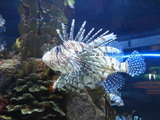 Turn invasive creatures into specialties