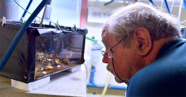 Turn oysters into a seafaring guard