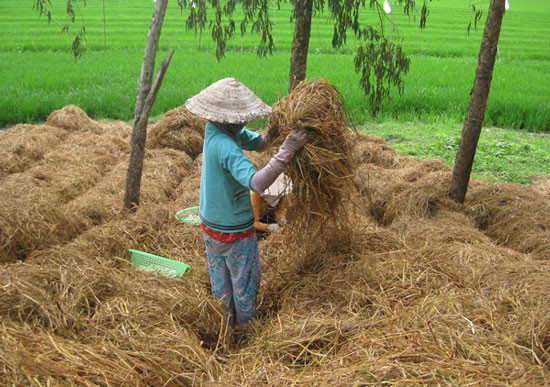Turn straw into fertilizer, save thousands of billion dong