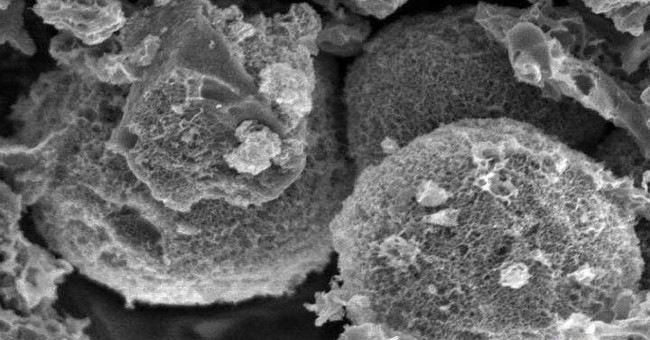 Turn tree leaves into high-tech electronics