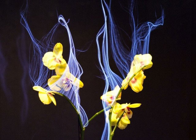 Turn TV channels into ornamental plants