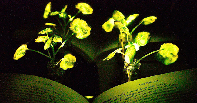 Turn watercress into ... reading table lamp