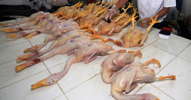 Turpentine chicken feather, duck 'super fast' is toxic?