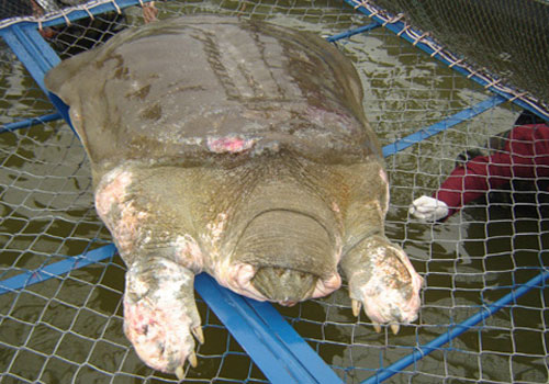Turtle Lake Sword cannot live long on land