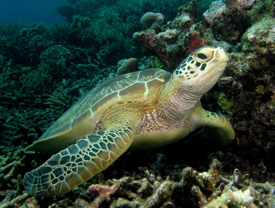 Turtle lays eggs 'heat resistance'
