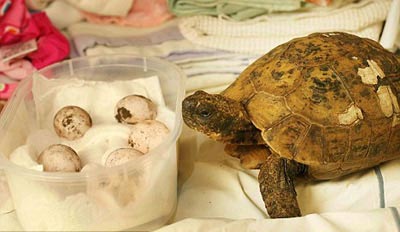 Turtle tools: 110 years old still give birth