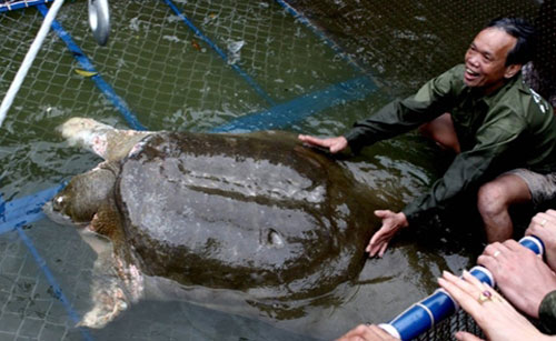 Turtle tools are fed fish, apply antibacterial drugs