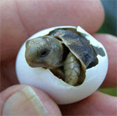 Turtles can choose the sex from within the egg