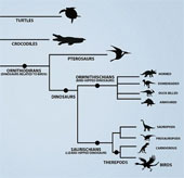 Turtles have relatives with birds