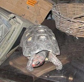 Turtles survive in closed rooms for more than 30 years